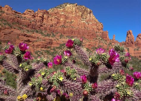 Cactus Blooms Sedona Arizona Sedona Az Monument Valley