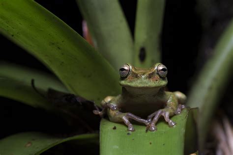Hartwegs Spikethumb Frog Plectrohyla Hartwegi Criticall Flickr