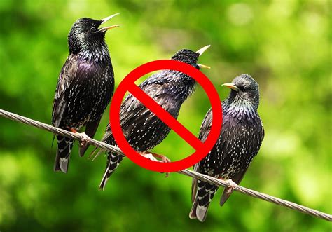 15 Tips On How To Get Rid Of Starlings Fast [humanely] World Birds
