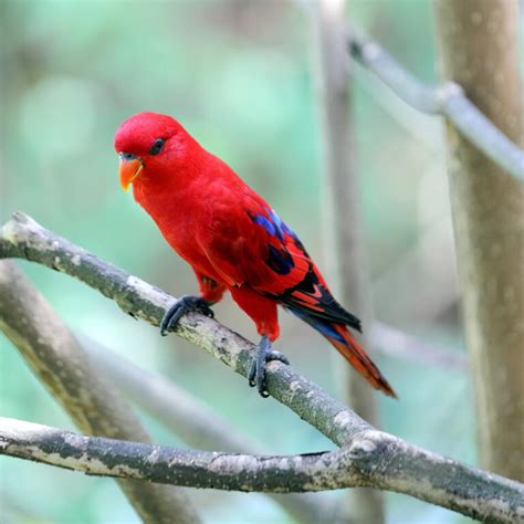 Red Lory Parrots Parrot Breeds