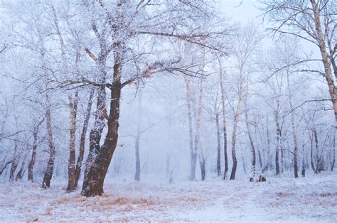 Winter Forest Free Stock Photo - Public Domain Pictures