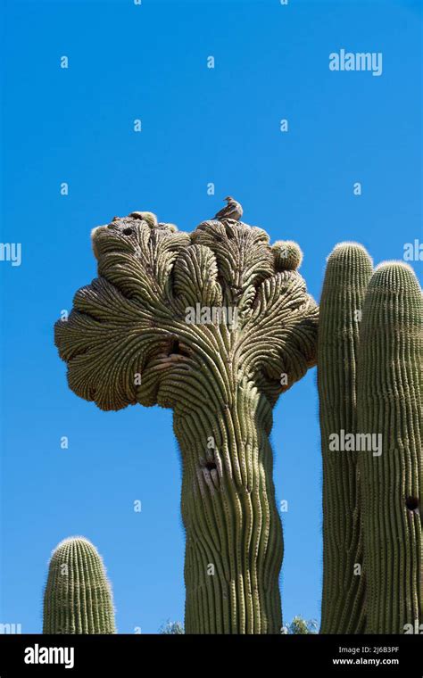 Saguaro Crown Hi Res Stock Photography And Images Alamy