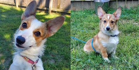 Columbus Humane Has A Bunch Of Corgis Up For Adoption And The Cuteness