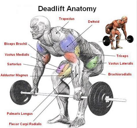 Powerlifting With Deadlift Health Exercise And Diet