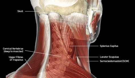 The bones of the neck (vertebrae) are the smallest of the spine, offering the least stability and. Upcoming tv series 2013, neck muscles spasm, skinny legs ...