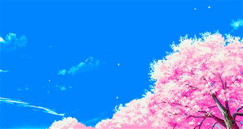 Japanese Cherry Blossoms S Get The Best  On Giphy