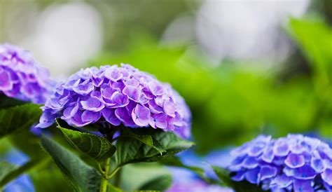 Why Are Hydrangeas Different Colors Blog By Bay Ave Plant Company