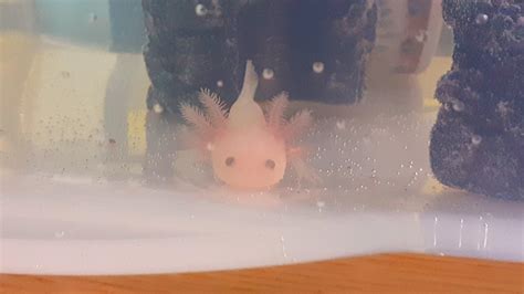 Kirby Says Hi Axolotls