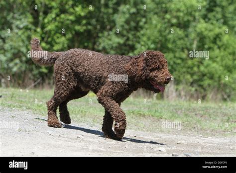 Dog Barbet French Water Dog Adult Walking On The Ground Stock Photo