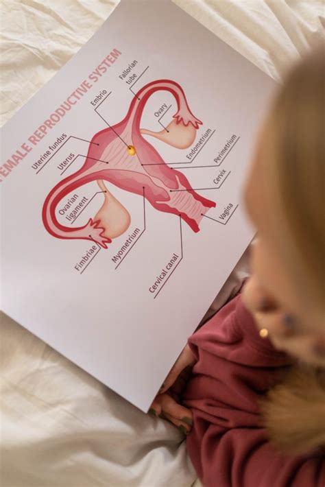 Mengenal Apa Itu Labia Minora Dalam Sistem Organ Reproduksi Wanita