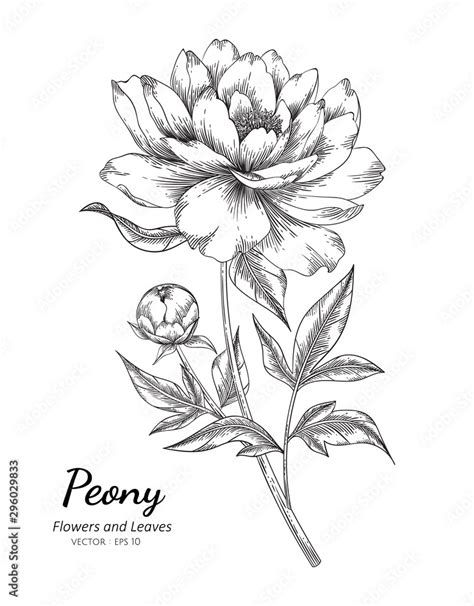 Peony Flower Drawing Illustration With Line Art On White Backgrounds