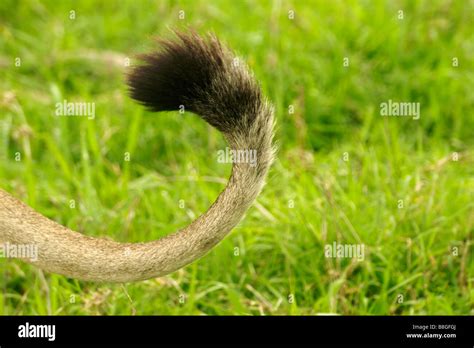 Tail Of An African Lion Stock Photo Alamy