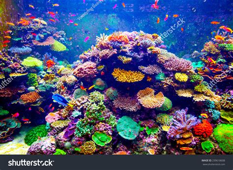 Coral Reef Tropical Fish Sunlight Singapore Stock Photo