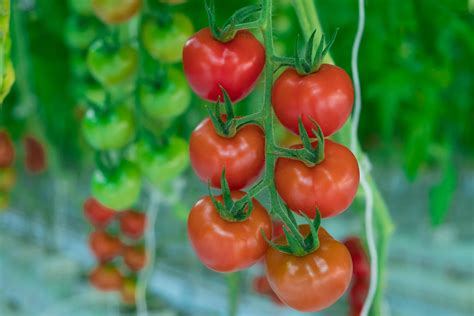 The Development of a Tomato | NatureFresh™ Farms