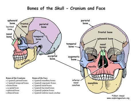 Muscles and bones of the face is a quiz that probes your knowledge and understanding of the whole face structure. Skull - Bony Features
