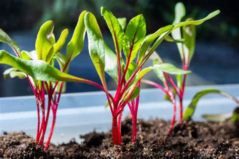Beetroot Seedlings Stock Photos Pictures And Royalty Free Images Istock