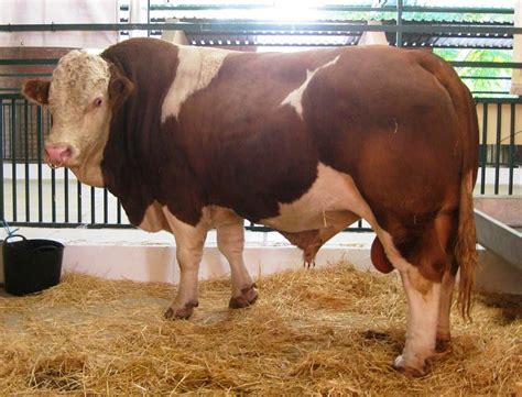 65 Foto And Gambar Sapi Potong Sapi Limosin Limousin Simental