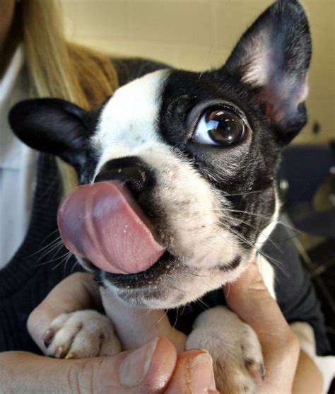 10 Cool Facts About Boston Terriers Boston Terrier