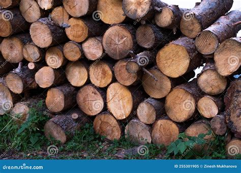 Pine Wood Logs Round Wood Grain Wood Logs In A Pile Stock Image Image Of Pine Wall 255301905