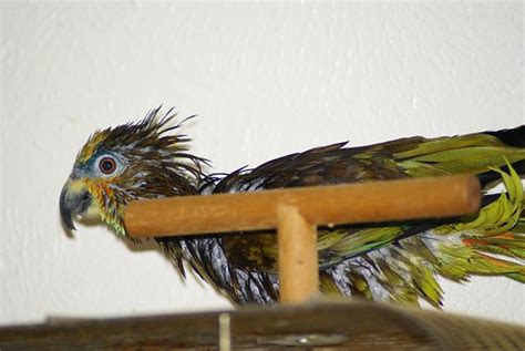 Parrot Mohawk Cyndi Schiro Monteleone Flickr