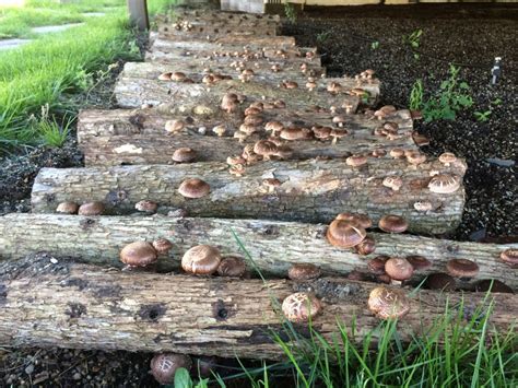 Urban Shiitake Mushroom Logs Nyc Garden Club Diy Garden Growing