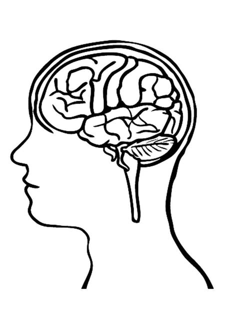 Free Human Brain Coloring Pages Download And Print Human Brain