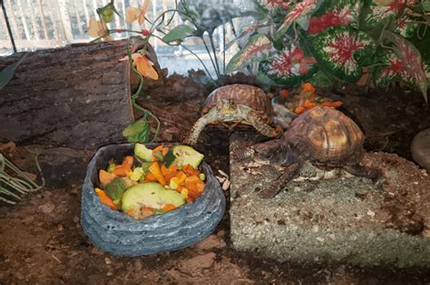 What Do Box Turtles Need In Their Tank