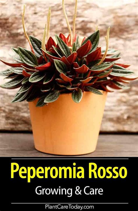 Leaves can be bright green to dark purple. How To Grow and Care For Peperomia Rosso | Peperomia plant ...