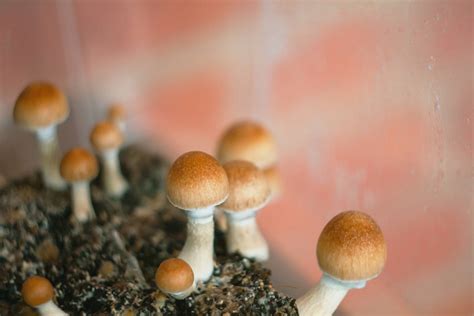 Top 3 Things To Know About Psilocybin Cubensis Mushrooms Mush Love