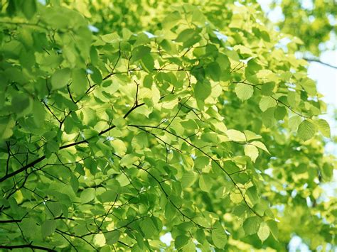 Browse and download hd leafs background png images with transparent background for free. Leaves Background wallpaper | 1600x1200 | #70588