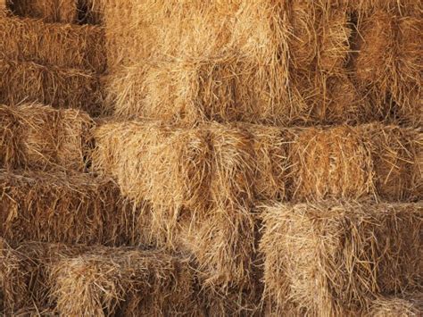 The List Of 10 How Much Does A Round Bale Of Hay Cost