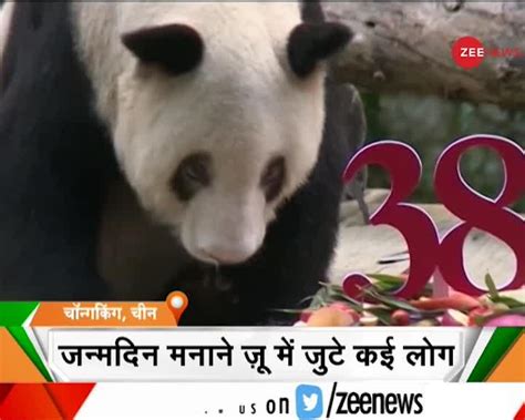 Worlds Oldest Captive Giant Panda Celebrates 38th Birthday दुनिया का