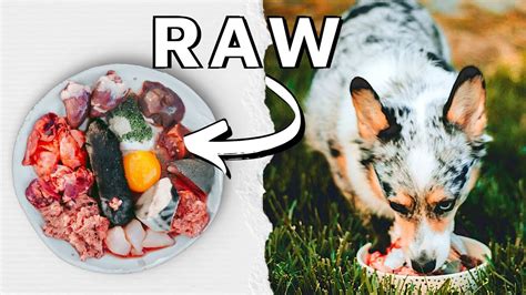 Why You Should Start Raw Feeding Your Dog Youtube