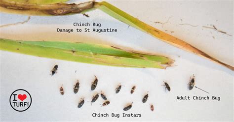 How To Identify Chinch Bugs And Chinch Bug Damage In St Augustine Grass