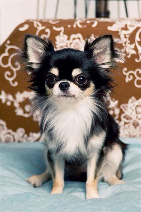 Chihuahua Long Haired Long Haired Chihuahua Chihuahua Lover Teacup