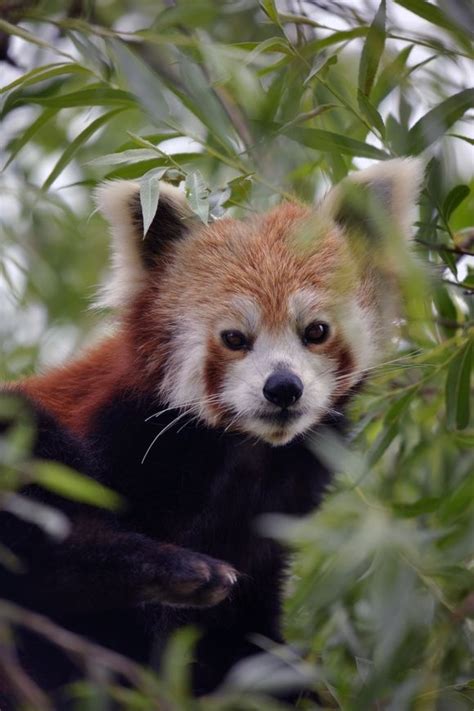 Rare Red Panda Photo By Dale M National Geographic Your Shot