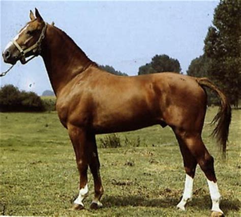 konie gelderlander