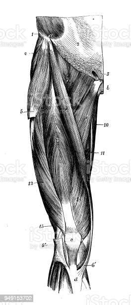 Vetores De Antiga Ilustração Da Anatomia Do Corpo Humano Músculos De