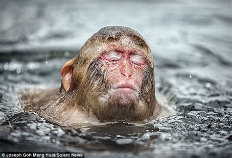 Japanese Macaques Go For The Wet Look After Taking A Hot Bath Daily Mail Online