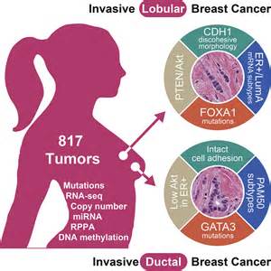 Comprehensive Molecular Portraits Of Invasive Lobular Breast Cancer Cell