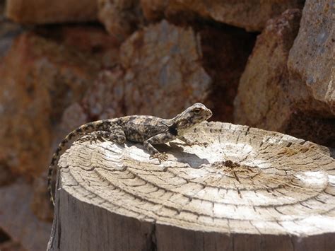 Sareptiles • View Topic Northern Cape Herping