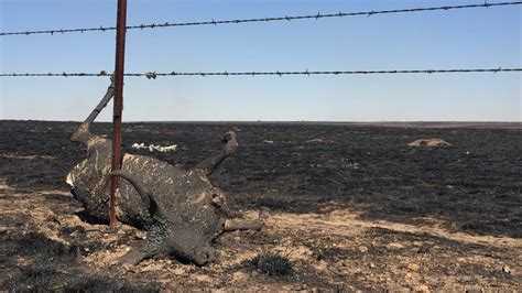 Inside The Midwest Wildfires That Burned Cattle Alive