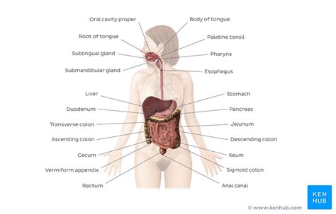 Choose no more than two words from the passage for each answer. Digestive system: Quiz questions and free learning tools ...