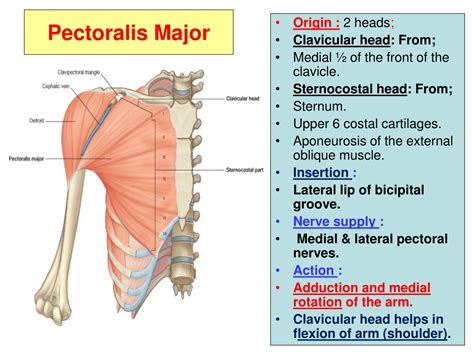 Ppt Pectoral Region And Axilla Powerpoint Presentation Free Download