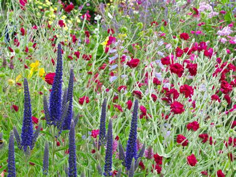 Summer planting is doable, especially during pockets of reasonable temperatures and rain, such as we had last week. Border Plants & Flower Borders - How To Design & Plant ...