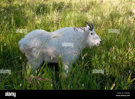Mountain Goat Oreamnos Americanus Yukon Wildlife Preserve Canada