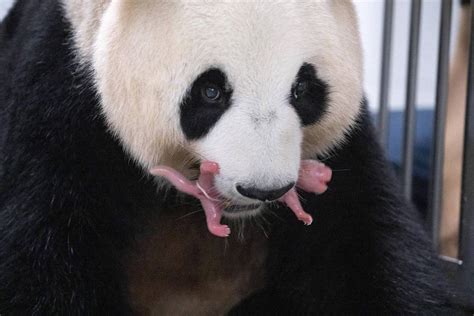 China Leased Giant Panda Gives Birth To Twin Cubs In S Korea