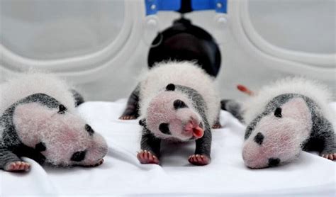 Panda Newborn Panda Picture
