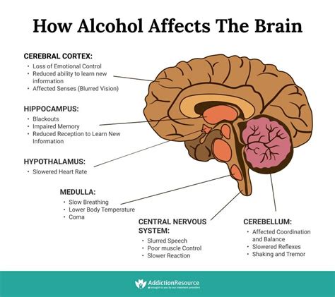 How Does Alcohol Affect The Brain Infographic Portal
