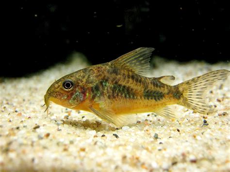 Peppered Cory The Care Feeding And Breeding Of Peppered Corydoras